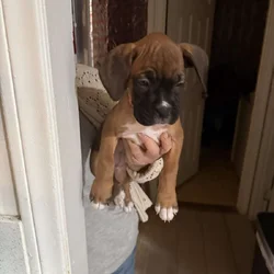 Boxer puppies