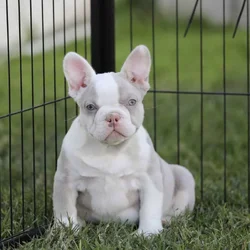French Bulldog girls