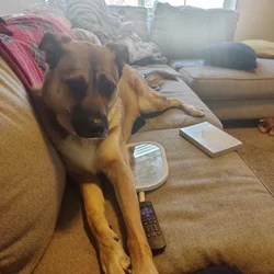 Awesome family dog!