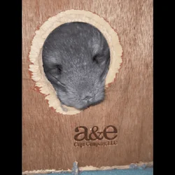 Angora Girl Chinchilla Young