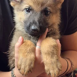 Purebred German Shepherd puppies
