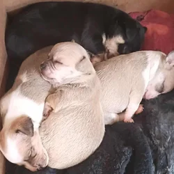 Chihuahua puppies