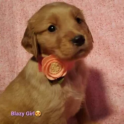 Golden retrievers puppys