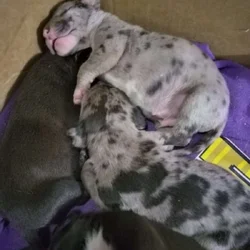 Puppies