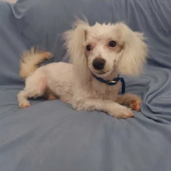 Apollo, in home raised in Michigan, non-shedding