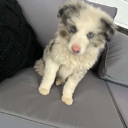 Blue Merle Border Collie Puppy Male