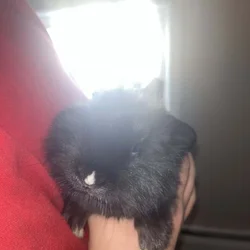 Baby Rabbits for Sale