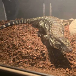 Black and White Argentine Tegu