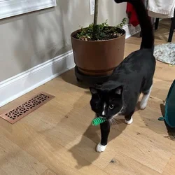 Beautiful Tuxedo male needs a forever home