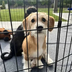 Adorable ChiWeenie Doodle pups