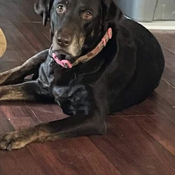 Sweet 8 y.o female lab