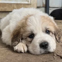 Newfie