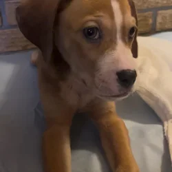 Dane/Dal mix puppies