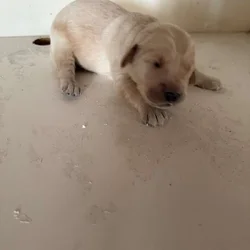 Golden Retrievers for sale