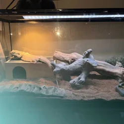 Bearded Dragon