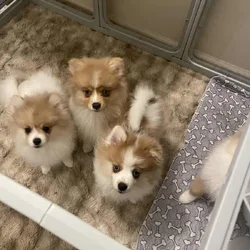 🐾 Pomeranian Puppies Available – Georgia 🐾