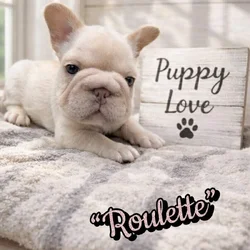 Female Big Rope French Bulldog