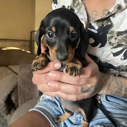 Female Miniature Dachshounds