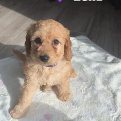Mini Goldendoodle - LEXI