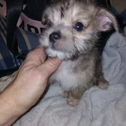 Beautiful female ShiChi puppy