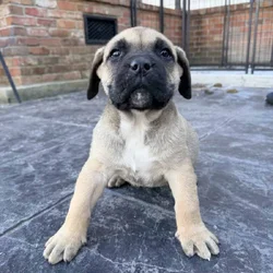 Presa Canario puppies (full blooded)