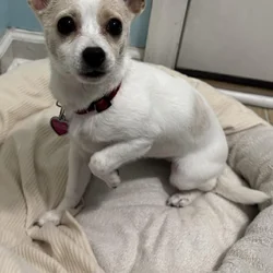 Chihuahua