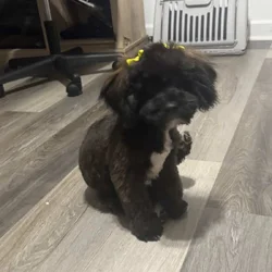 Beautiful shihpoo pup