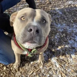 Sweet Nova needs her forever home