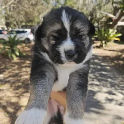 Husky mixed puppies