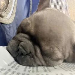 Female French bulldog