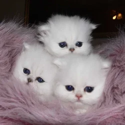 Persian Kittens