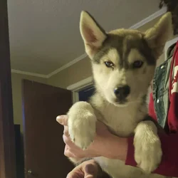 Adopt Husky already house Trained