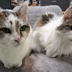 two cats looking for new home together; free