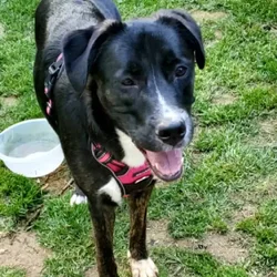 Lab Mix 5Y F Spayed