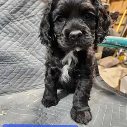 Cocker Spaniel Puppies
