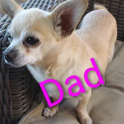 Apple head Chihuahua