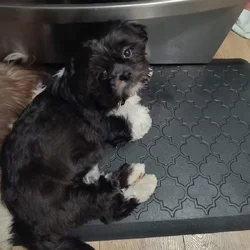 Puppy for sale