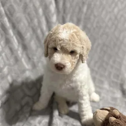 Golden Doodle Puppies