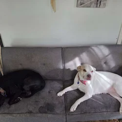 Rehoming friendly pitbulls