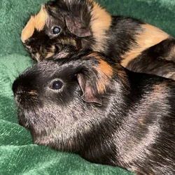 4 Guinea Pigs