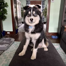 Pomsky