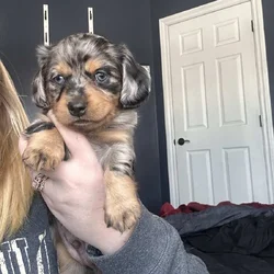 Puppy for sale!