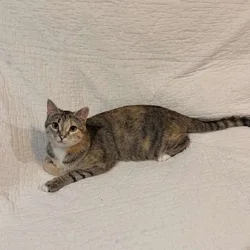 Free cat! I am so energetic and love to play!