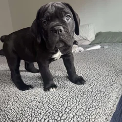 Cane Corso male
