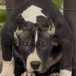 Xl American bully