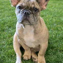 4 month Male French Bulldog