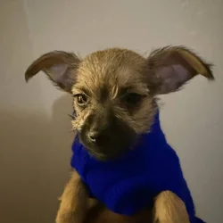 Lola Falona Pup 1