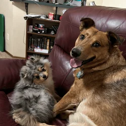 red heeler, 5yr, intact, house trained
