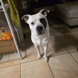 Bruno-4 year old pit/husky mix. Need to rehome