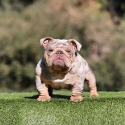 English Bulldog Studs